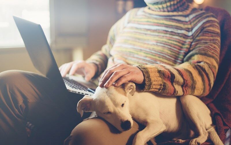 s--犬